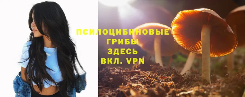 Псилоцибиновые грибы Psilocybe  дарнет шоп  Полярные Зори 